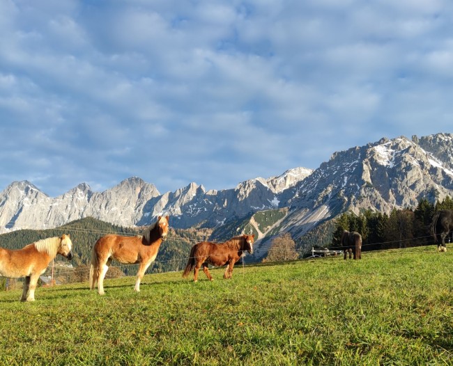 Pferde am Fuße des Dachsteins